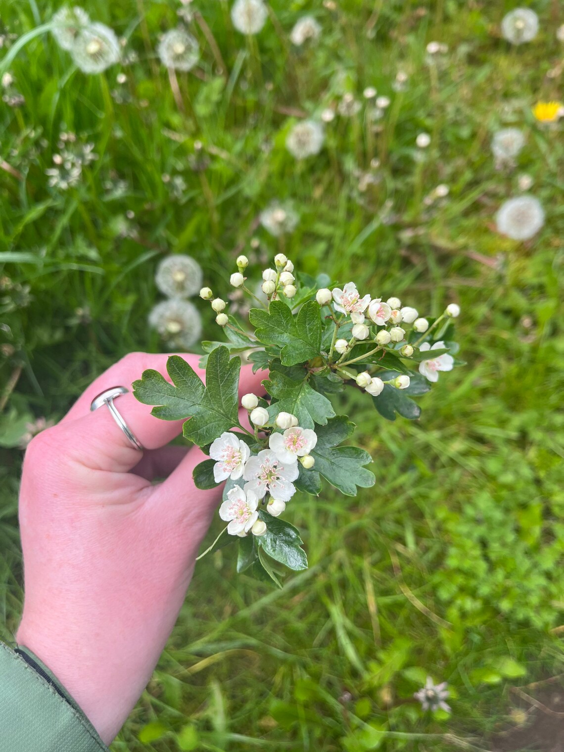 Hawthorn Tree Flower Essence Spray